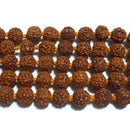 ルドラクシャ約8mm （ビーズ）