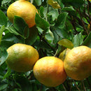 精油：マンダリン・レッド 10ml