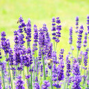 精油：真正ラベンダー10mL